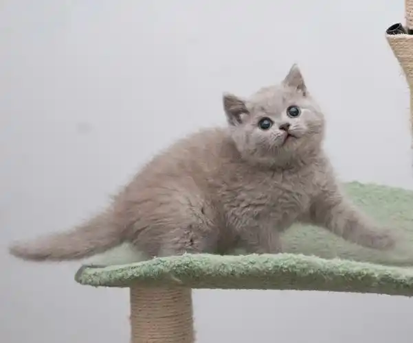 深圳别墅猫舍英短稀有色丁香蓝猫