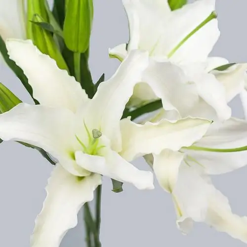 香水百合-白色=1.jpg