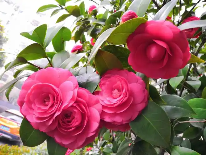 三月茶花如图画 - 美篇