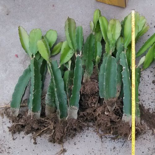 火龙果苗当年结果红肉红心四季结果盆栽地栽特大果树阳台果树果苗