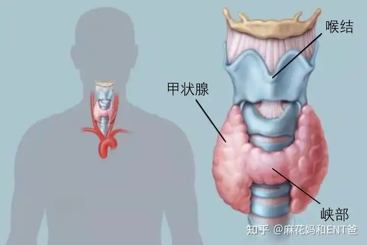 甲状腺的部位及作用? - 知乎