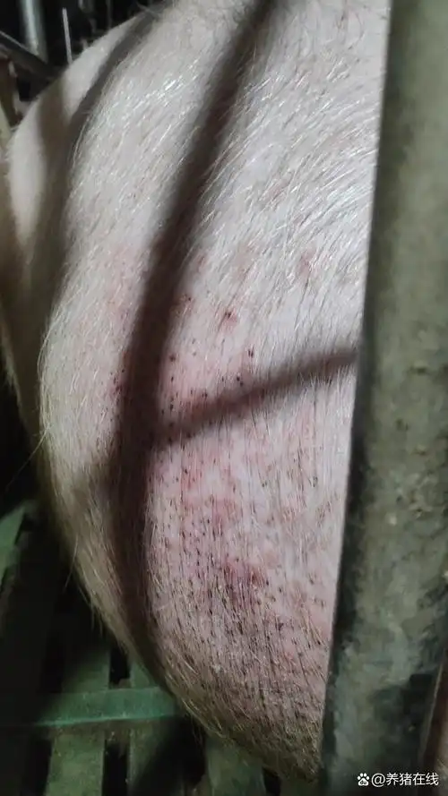 配种10天的母猪,腹部有红斑疹,背上还有出血点,这就说明该驱虫了!
