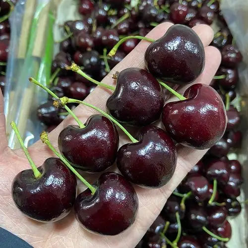 现货顺丰包邮4j特大果礼盒装新鲜智利车厘子进口黑珍珠大樱桃水果