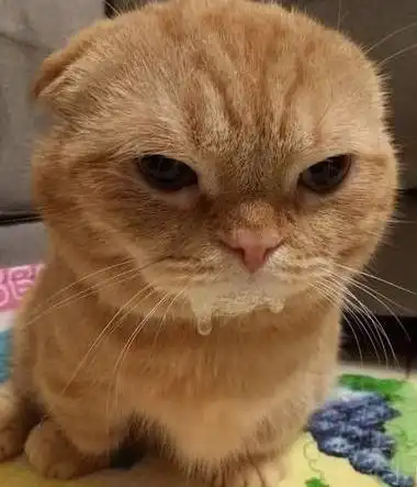 袖虎病猫攻略猫咪流口水是饿了还是病了