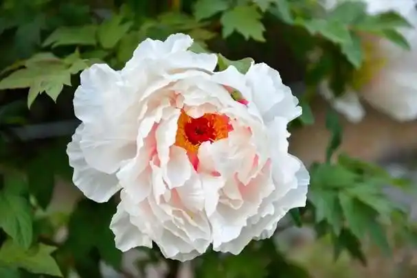 牡丹花有哪些品种?