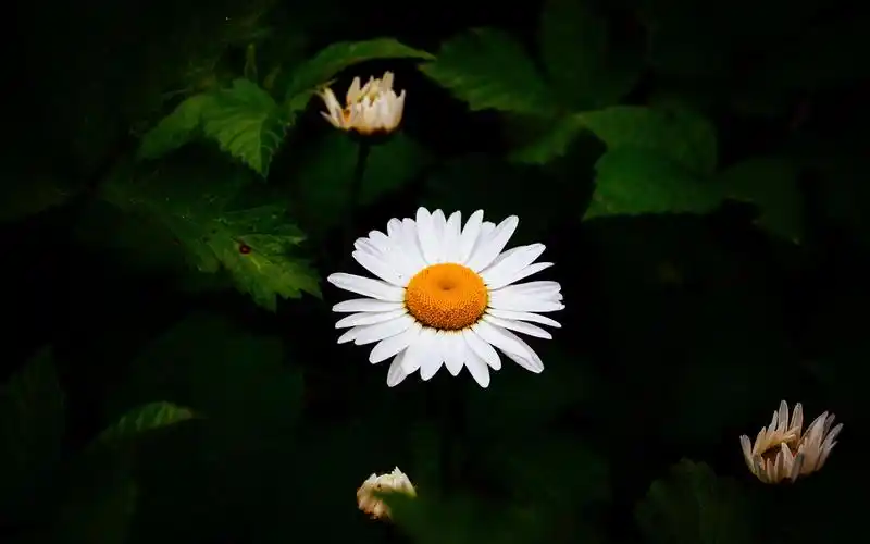 清新淡雅小雏菊花卉桌面壁纸