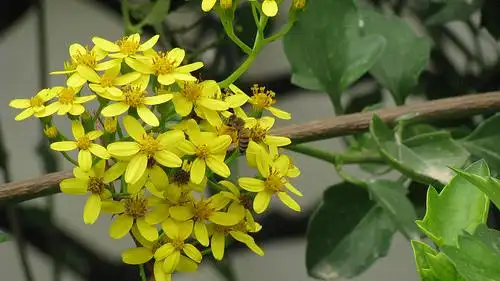 a laborious bee! | flickr – 相片分享!