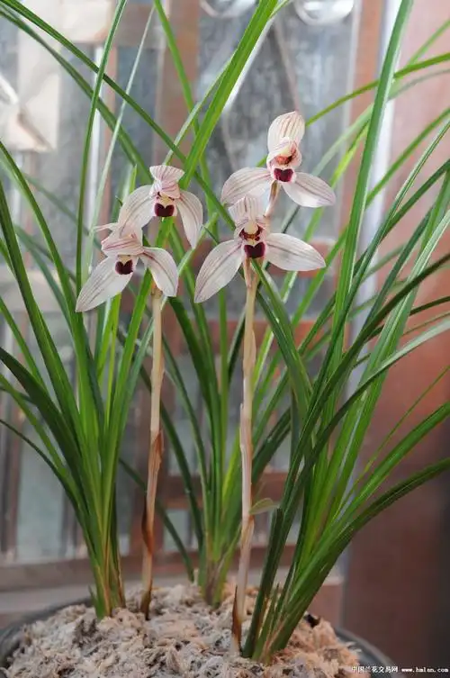 心心相印:连体4苗2小芽1花箭(已开花漂亮壮苗) - 中国兰花交易网