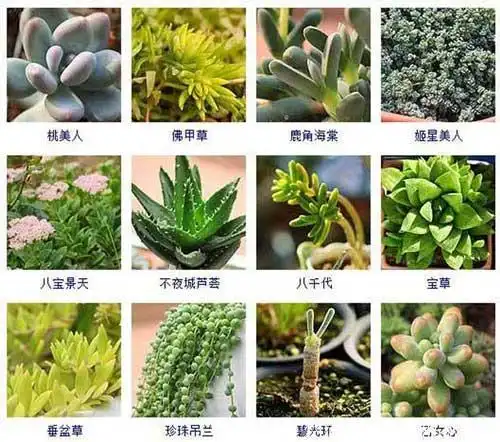 多肉植物品种及图片大全以及部分多肉植物名称介绍