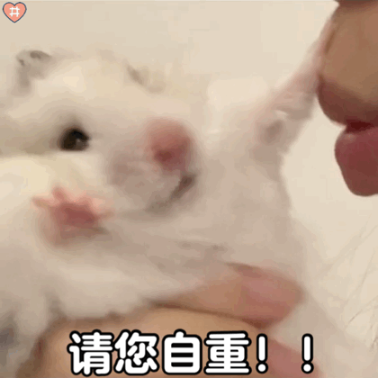 金丝熊小仓鼠表情包动图