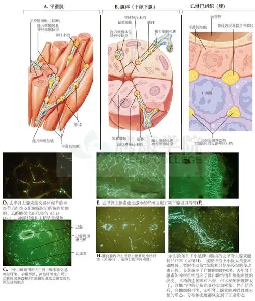 神经效应器接头运动神经纤维的动作电位引起乙酰胆碱的释放,从而激活