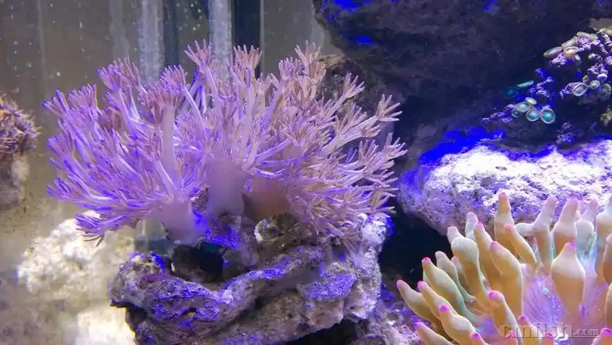 切切切闪千手,应该是宿雾货,150出,应该有3个头.