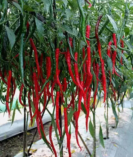 湖南的辣椒来自广东沿海最初多称海椒