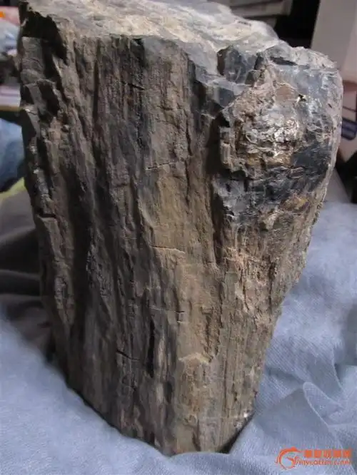 树木化石,来自藏友yutian456 / 查查362