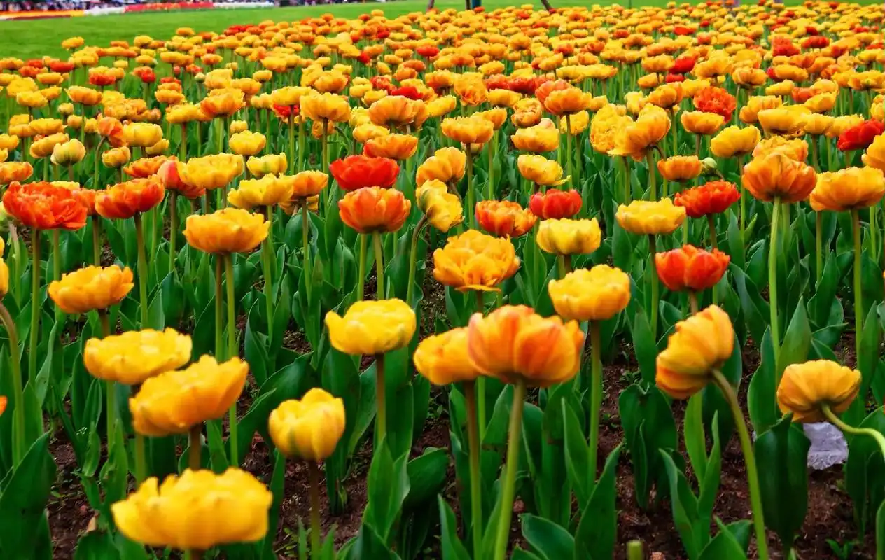 太子湾公园郁金香花期正盛,错过再等一年哦