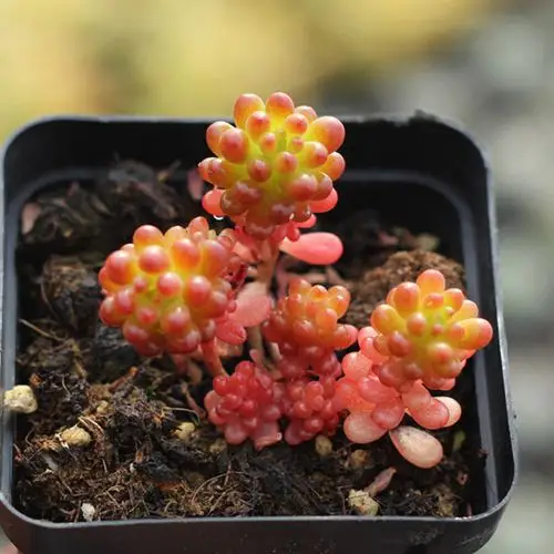 群生多颗彩色红色浆果锦多肉植物盆栽果酱肉肉绿植花卉 彩色浆果锦整