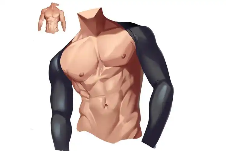 高漫人体基础板绘教学男性の上半身肌肉胸腔躯干新手向