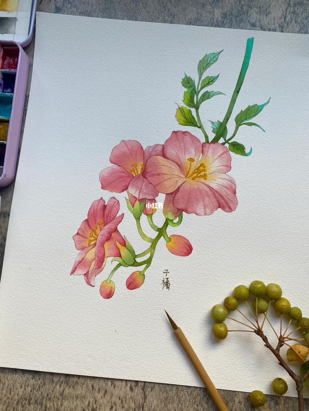 水彩花卉原创水彩凌霄花附线稿和过程图