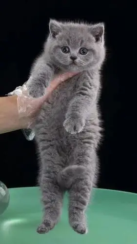 三只小可爱英短蓝猫妹妹