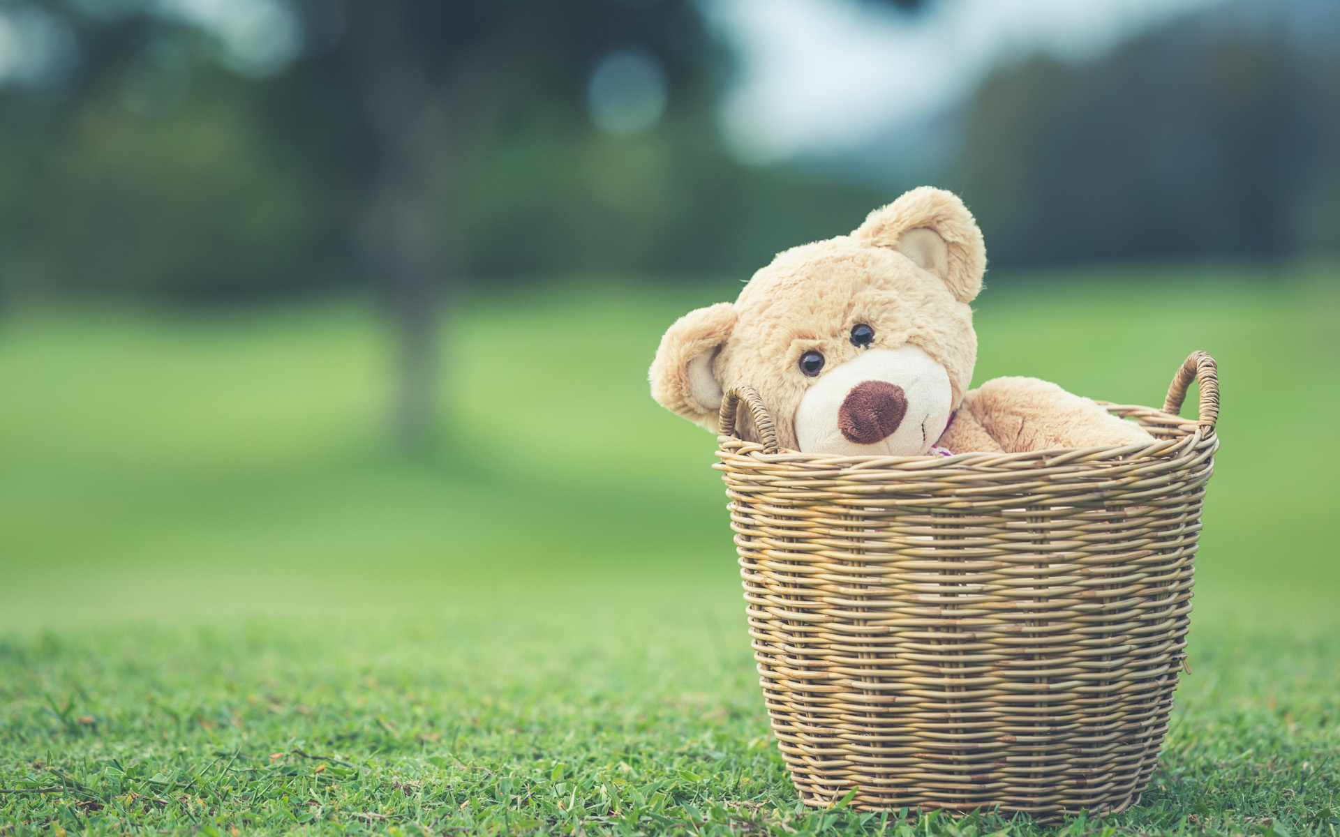 泰迪熊可爱玩具图片桌面壁纸