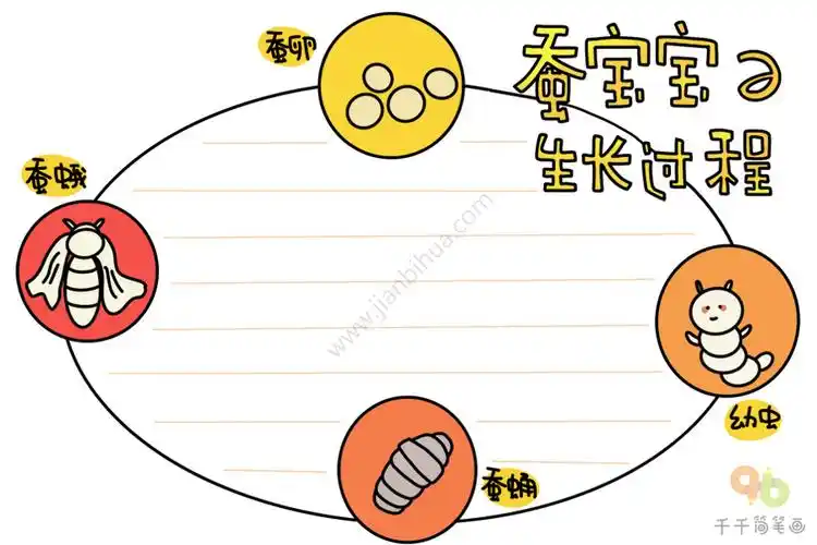 蚕宝宝的生长过程手抄报_主题手抄报简笔画