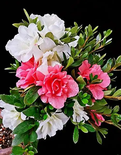 白五宝绿珠杜鹃～花朵中央有一绿色花蕾,浑圆如珠