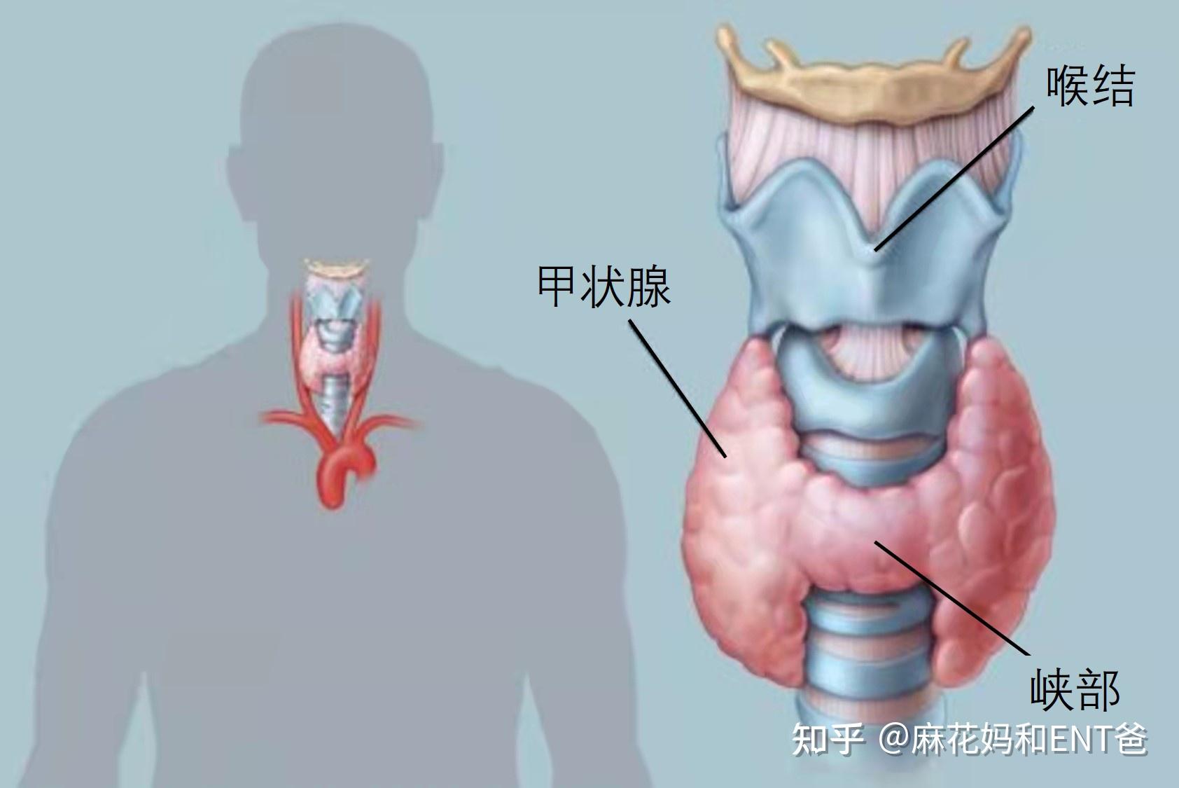 甲状腺的部位及作用? - 知乎