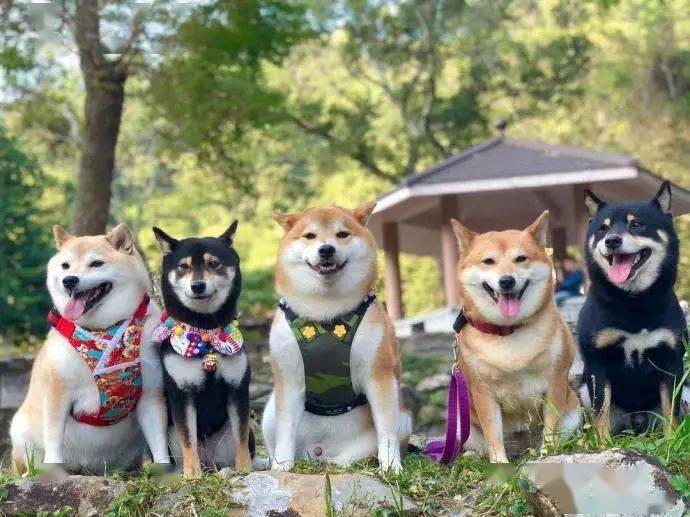 柴犬们的聚会～哈哈哈,画风好搞笑!