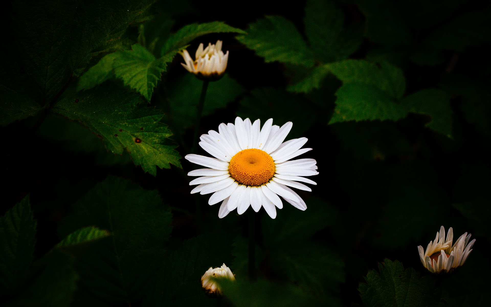 清新淡雅小雏菊花卉桌面壁纸