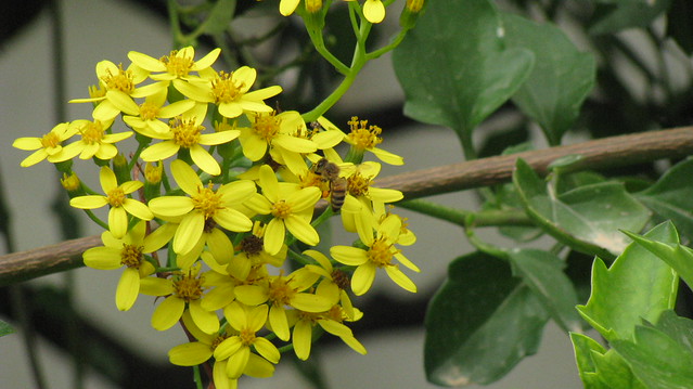 a laborious bee! | flickr – 相片分享!