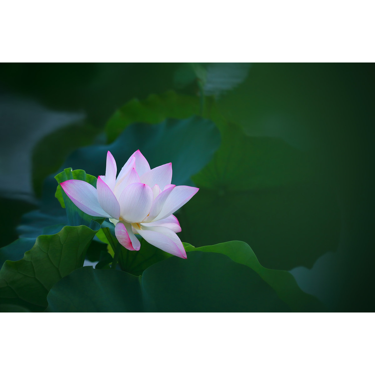 原创花卉摄影-梦幻粉白荷花莲花(1张) 唯美高清壁纸图片/ps素材