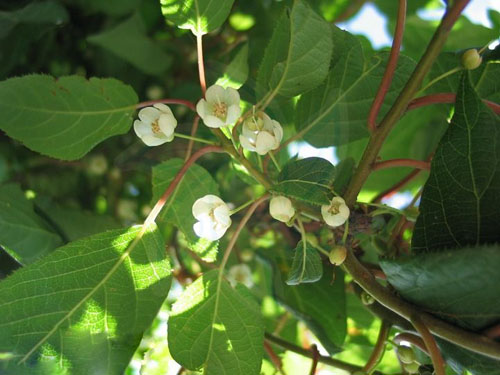 p>毒药树属(学名:sladenia kurz)是猕猴桃科毒药树属植物 .