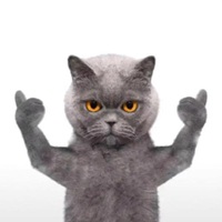 很火的英短蓝猫表情包_微信头像图片大全