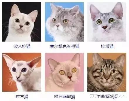 猫咪品种大全猫的品种有哪些?日常养猫经验,宠物用品推荐家有六喵大人