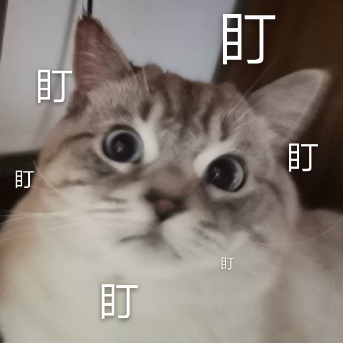 萌宠猫星人盯看着你搞怪逗gif动图_动态图_表情包下载_soogif