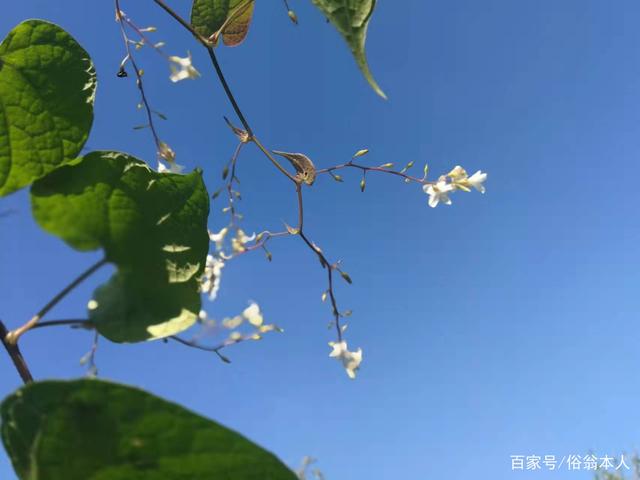 洁白的飞蛾藤花,在阳光照耀下像一颗颗星星