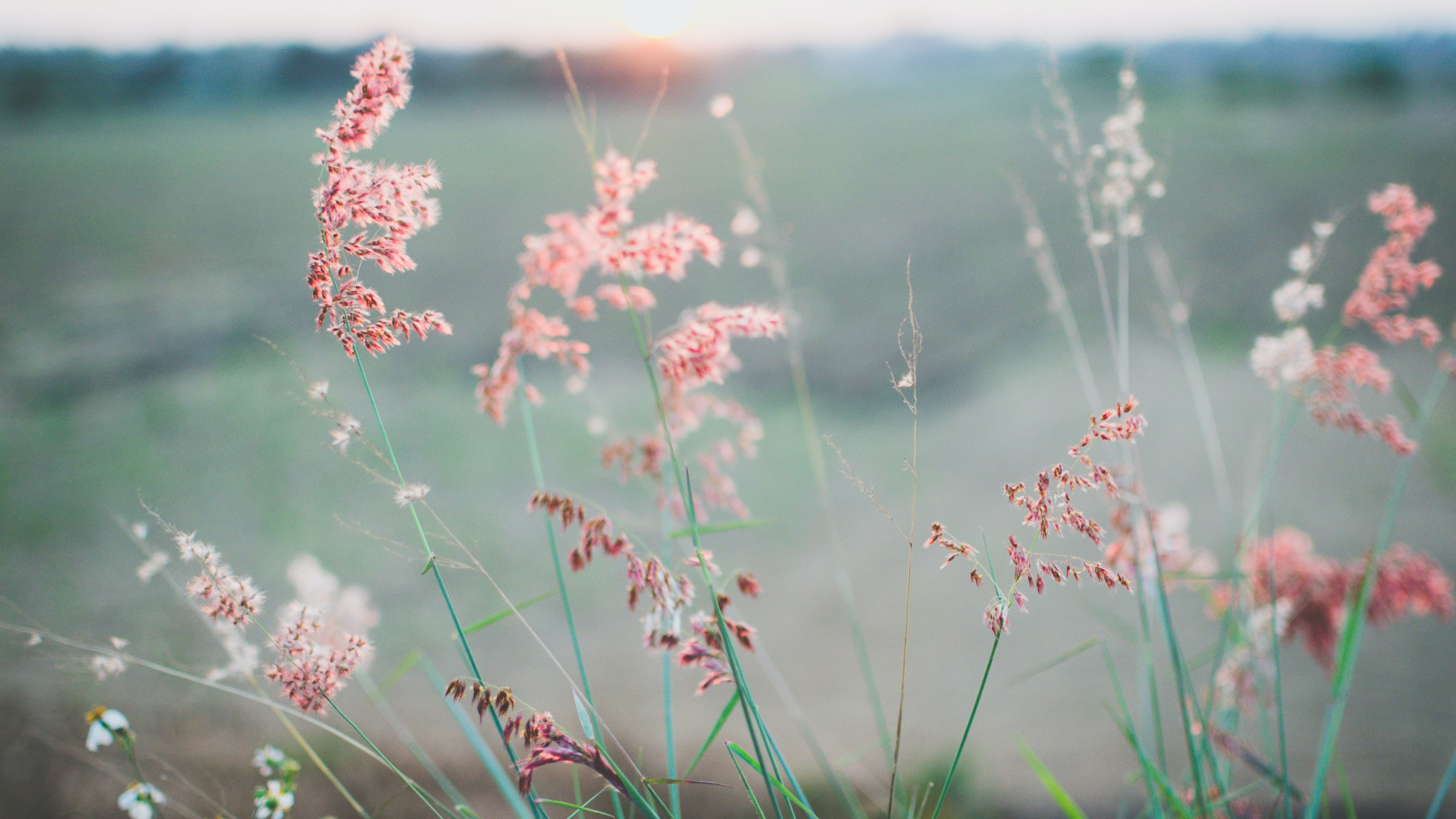 花朵images壁纸【21】(小清新静态壁纸) - 静态壁纸下载 - 元气壁纸