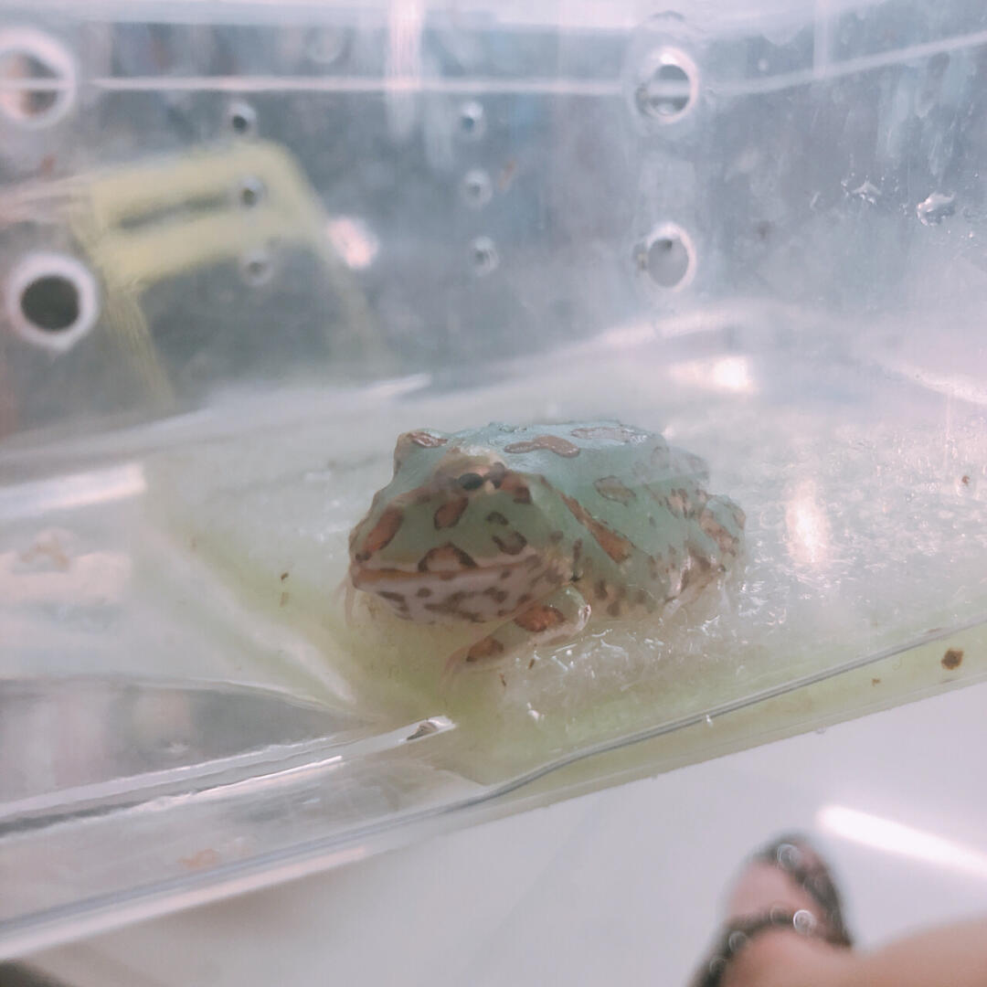 角蛙 【薄荷绿的角蛙】 这是我见过最漂亮的青蛙了～如此美丽清新脱俗