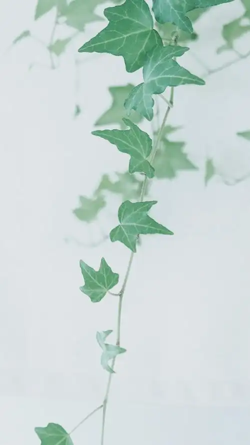 静物图片高清日系小清新静物图片